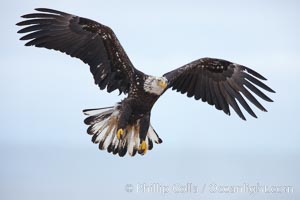 Juvenile bald eagle in flght, wings raised as eagle slows to land, juvenile coloration plumage.    Immature coloration showing white speckling on feathers, Haliaeetus leucocephalus, Haliaeetus leucocephalus washingtoniensis, Kachemak Bay, Homer, Alaska