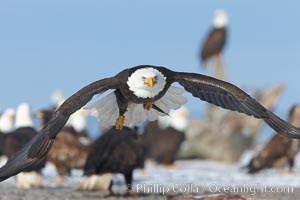 Bald eagle carries a fish while in flight, closeup, flying just over the ground with many bald eagles visible in the background, Haliaeetus leucocephalus, Haliaeetus leucocephalus washingtoniensis, Kachemak Bay, Homer, Alaska