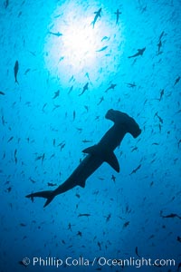 Scalloped hammerhead shark, black and white / grainy, Sphyrna lewini, Darwin Island