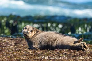Harbor Seal basking on reef, La Jolla Children's Pool