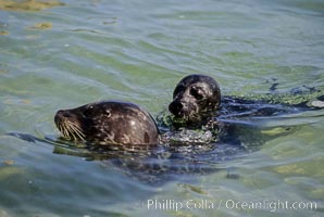 A mother Pacific harbor seal and her newborn pup swim in the protected waters of Childrens Pool in La Jolla, California.  This group of harbor seals, which has formed a breeding colony at a small but popular beach near San Diego, is at the center of considerable controversy.  While harbor seals are protected from harassment by the Marine Mammal Protection Act and other legislation, local interests would like to see the seals leave so that people can resume using the beach, Phoca vitulina richardsi