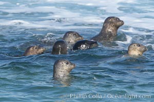 A group of Pacific harbor seals swim in the Childrens Pool in La Jolla, Phoca vitulina richardsi