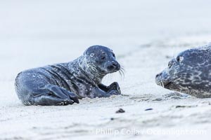 Pacific harbor seal mother and newborn pup, at the edge of the ocean at the Children's Pool in La Jolla, Phoca vitulina richardsi