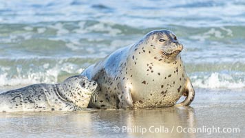 Pacific harbor seal mother and young pup, only days old, on the beach at Childrens Pool in La Jolla, Phoca vitulina richardsi