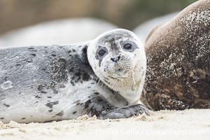 A young Pacific Harbor Seal pup with milk on its face from nursing. Mother harbor seals will only nurse their pups for about four to six weeks, at which point the small seal is weaned and must begin to forage and fend for itself. That short period of time is crucial for the young seal to learn how to hunt, socialize and swim, Phoca vitulina richardsi, La Jolla, California