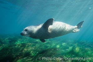 A Pacific harbor seal swims over surf grass in the protected waters of Childrens Pool in La Jolla, California.  This group of harbor seals, which has formed a breeding colony at a small but popular beach near San Diego, is at the center of considerable controversy.  While harbor seals are protected from harassment by the Marine Mammal Protection Act and other legislation, local interests would like to see the seals leave so that people can resume using the beach, Phoca vitulina richardsi