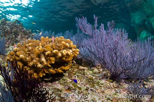 Hard coral and gorgonian, Sea of Cortez, Baja California, Mexico