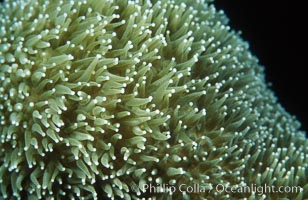 Hard coral polyps, Roatan