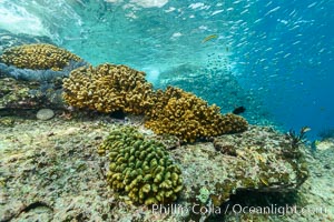 Hard Coral on Rocky Reef, Los Islotes, Baja California, Mexico, Sea of Cortez