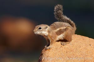 Harris' antelope squirrel, Ammospermophilus harrisii, Amado, Arizona