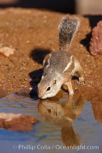 Harris' antelope squirrel, Ammospermophilus harrisii, Amado, Arizona
