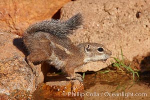 Harris' antelope squirrel, Ammospermophilus harrisii, Amado, Arizona