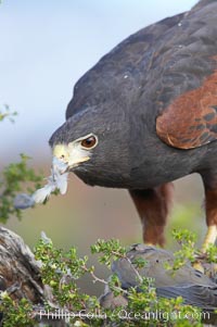 Harris hawk devours a dove, Parabuteo unicinctus