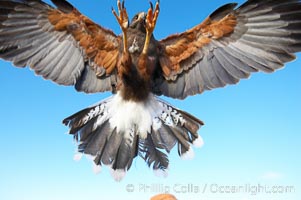 Harris hawk landing.  This is the last thing a rabbit or groundhog sees before it is killed by a Harris hawk, Parabuteo unicinctus