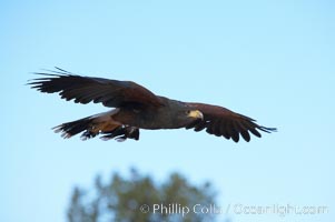 Harris hawk in flight, Parabuteo unicinctus
