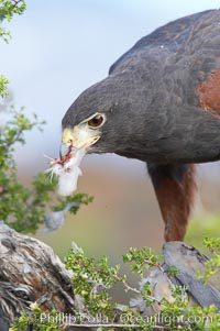 Harris hawk devours a dove, Parabuteo unicinctus