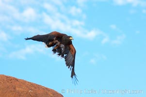 Harris hawk in flight, Parabuteo unicinctus