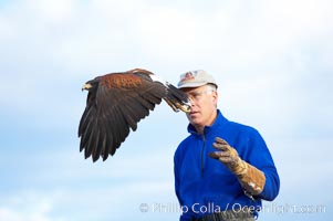 Harris hawk takes flight from the arm of his falconer, Parabuteo unicinctus