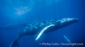 North Pacific humpback whale underwater, Megaptera novaeangliae, Maui