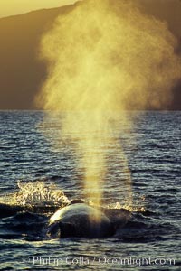 North Pacific humpback whale, blow at sunset, Megaptera novaeangliae, Maui