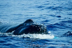 North Pacific humpback whale, escort, rostrum showing wounded tubercles, Megaptera novaeangliae, Maui