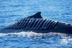 North Pacific humpback whale showing extensive scarring, almost certainly from a boat propeller, on dorsal ridge.  This female North Pacific humpback whale was first seen with the depicted lacerations near the island of Maui in the Hawaiian Islands in the mid-90s, and is the original humpback to bear the name 'Blade Runner'. This female has apparently recovered, as evidenced the calf she was observed nurturing. A South Pacific humpback whale endured a similar injury in Sydney Australia in 2001, and bears a remarkably similar scar pattern to the above-pictured whale, Megaptera novaeangliae