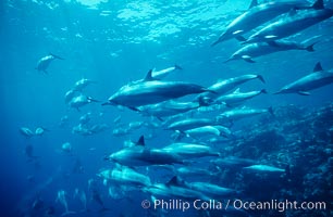 Hawaiian spinner dolphin, resting herd swimming along reef, Stenella longirostris, Lanai