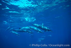 Hawaiian spinner dolphin, Stenella longirostris, Lanai