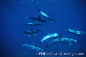 Hawaiian spinner dolphin, Stenella longirostris, Lanai