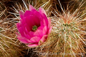 Hedgehog cactus blooms in spring, Echinocereus engelmannii, Joshua Tree National Park, California