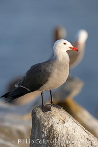 Heermanns gull, adult breeding plumage, Larus heermanni, La Jolla, California