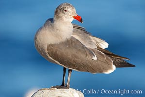 Heermanns gull, adult nonbreeding plumage, Larus heermanni, La Jolla, California