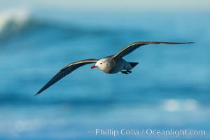 Heermanns gull in flight, Larus heermanni, La Jolla, California