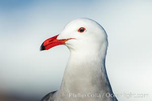 Heermanns gull portrait, La Jolla, California, Larus heermanni