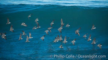 Flock of Heermanns gulls in flight in front of a big wave, Larus heermanni, La Jolla, California