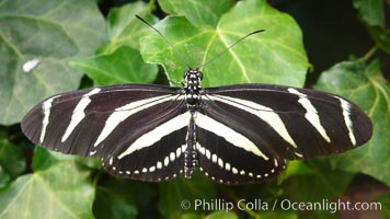 Zebra longwing butterfly, Heliconius charitonius