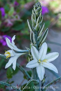 Desert Lily blooms in the sandy soils of the Colorado Desert.  It is fragrant and its flowers are similar to cultivated Easter lilies, Hesperocallis undulata, Anza-Borrego Desert State Park, Borrego Springs, California