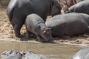 Hippopotamus, Olare Orok Conservancy, Kenya, Hippopotamus amphibius, Maasai Mara National Reserve