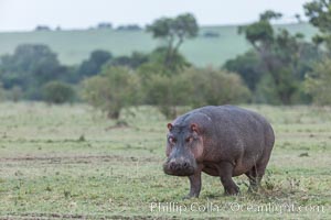 Hippopotamus, Olare Orok Conservancy, Kenya, Hippopotamus amphibius