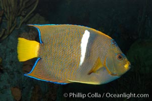 King angelfish, Holacanthus passer