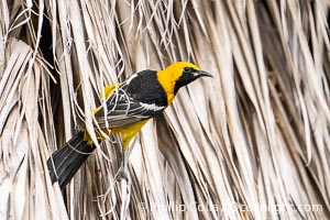 Hooded Oriole in Palm Fronds, Carlsbad