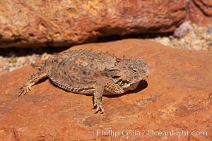 Horned lizard.  When threatened, the horned lizard can squirt blood from its eye at an attacker up to 5 feet away, Phrynosoma, Amado, Arizona