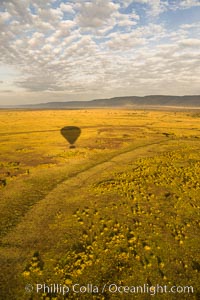 Hot Air Ballooning over Maasai Mara plains, Kenya, Maasai Mara National Reserve