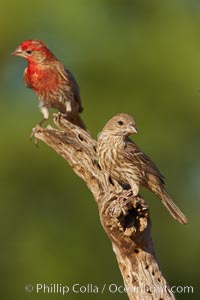 House finch, male, Carpodacus mexicanus, Amado, Arizona