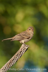 House finch, female, Carpodacus mexicanus, Amado, Arizona