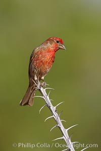 House finch, male, Carpodacus mexicanus, Amado, Arizona