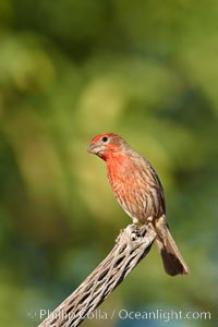 House finch, male, Carpodacus mexicanus, Amado, Arizona