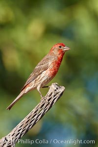 House finch, male, Carpodacus mexicanus, Amado, Arizona