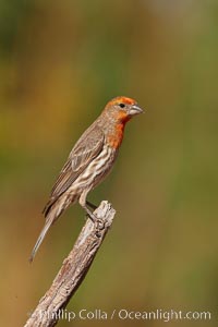 House finch, immature, Carpodacus mexicanus, Amado, Arizona