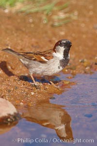 House sparrow, breeding male, Passer domesticus, Amado, Arizona